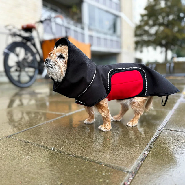 Chihuahua mix in a black modular raincoat with a removable red belly wrap on a wet urban sidewalk; cargo bike, apartment building, and trees blurred in the background.