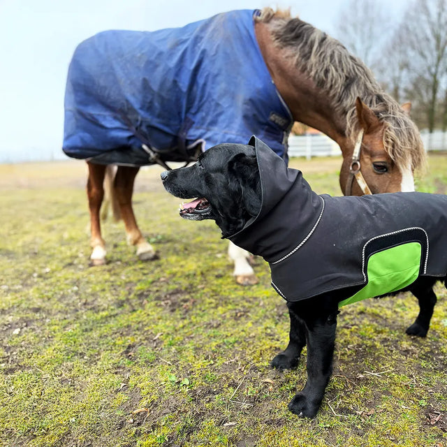 Black labrador wearing a black dog raincoat with a green removable belly wrap. Standing next to a horse.