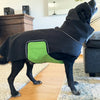 Labrador wearing a black modular dog raincoat with a removable green belly wrap, standing in a living room.