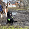 Black Labrador wearing a black modular raincoat with a removable green belly wrap, sitting on a muddy ground with a horse in the background