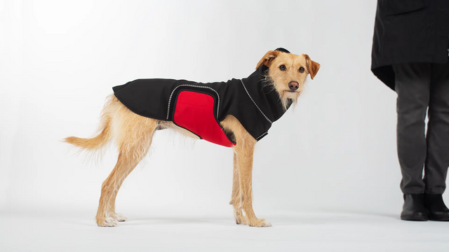 Medium dog wearing a raincoat standing with handler, showing proper posture for measuring back length and chest girth.