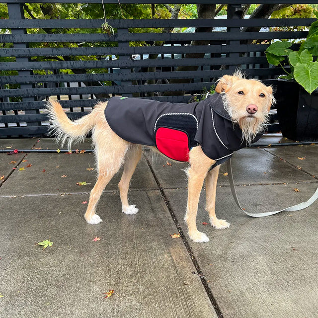 Dog wearing a black modular raincoat with a red removable belly wrap on a leash, standing on a wet sidewalk