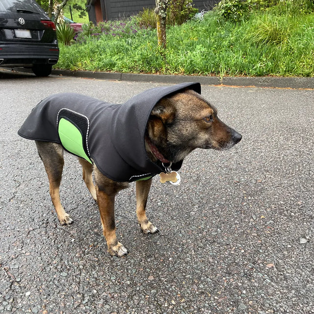 Dog wearing a black raincoat with a removable green belly wrap, standing on a wet street.