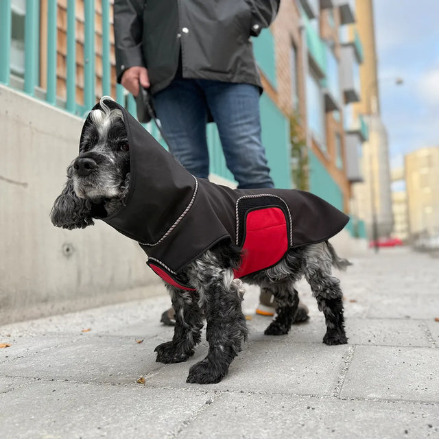 Gray Cocker Spaniel wearing a black dog rain jacket with a red belly wrap, standing on a gray city sidewalk beside a person with blurred buildings in the background.