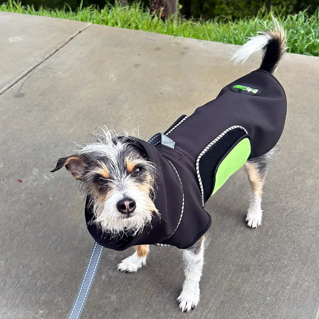 Mixed terrier wearing a black modular raincoat with a green removable belly wrap on a concrete surface with grass in the background