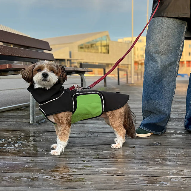 Small dog wearing a black raincoat with a green belly wrap on a wooden deck with a person and bench in the background.