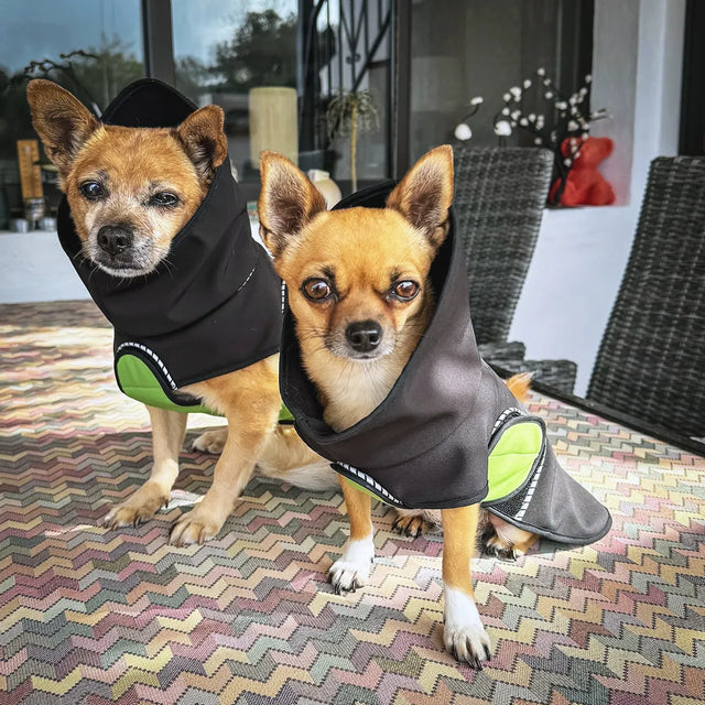 Two chihuahua mixes wearing black modular raincoats with removable green belly wraps on a patio table.