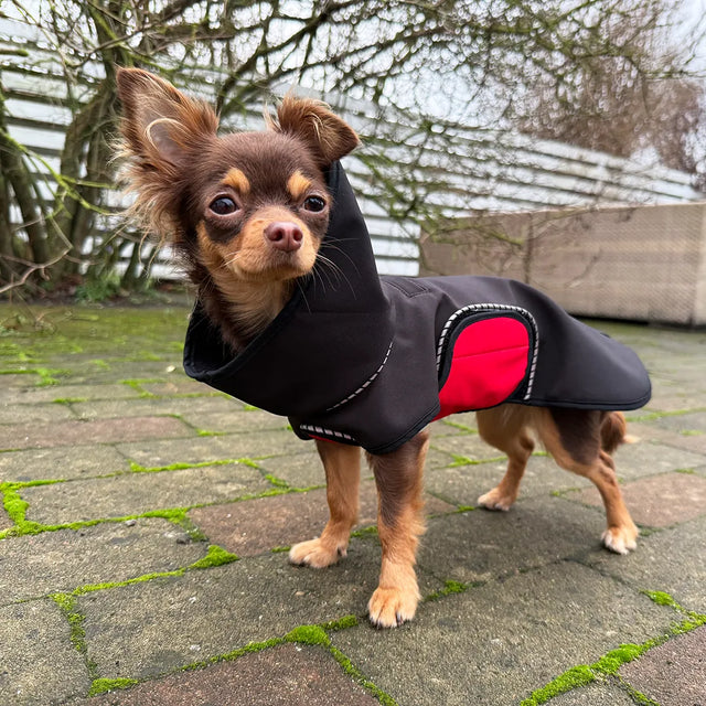 Chihuahua wearing a black modular raincoat with a red removable belly wrap on a paved surface