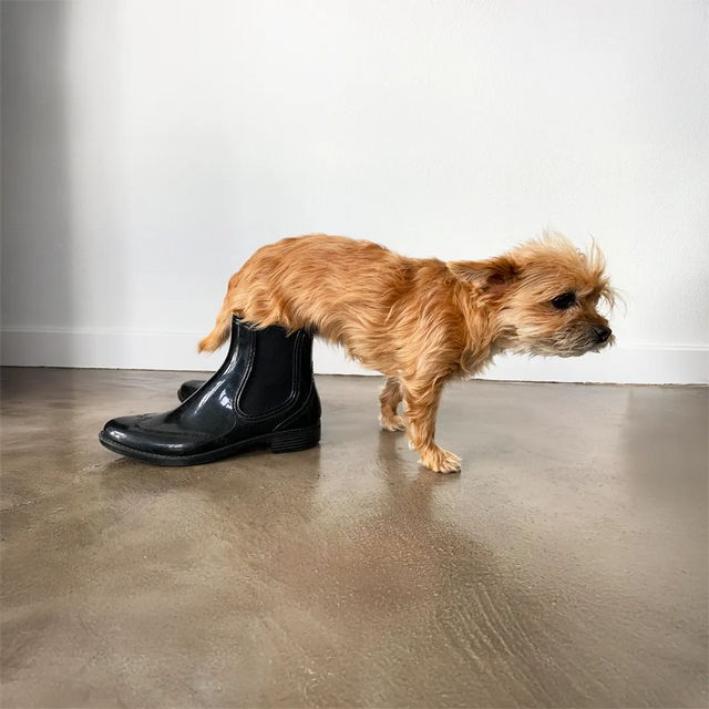 Small dog standing with its back legs inside a black rain boot on a concrete floor in Amsterdam