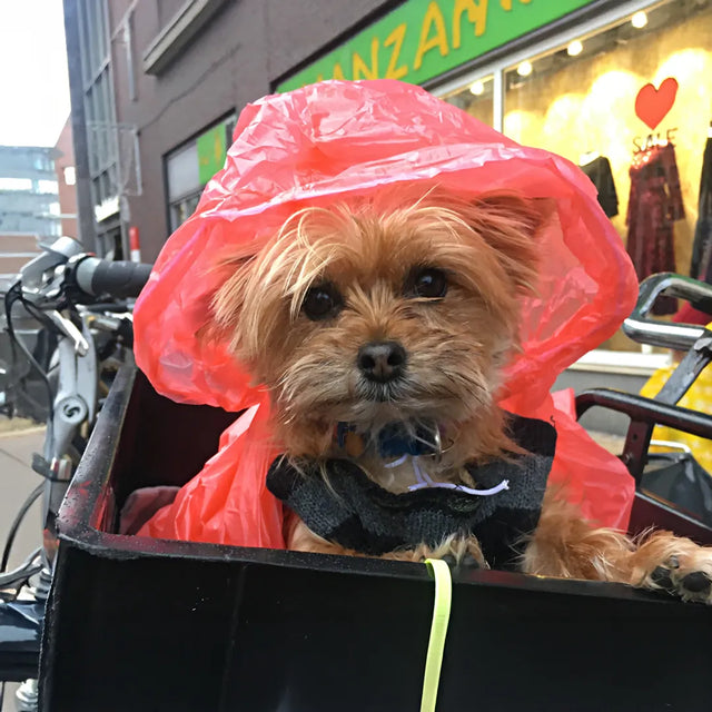 Small dog in a bicycle basket on an Amsterdam street, wrapped in a pink plastic bag