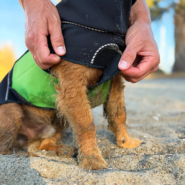 A small brown dog sitting on sand outdoors while a person adjusts a black dog raincoat with a green belly wrap attached to the chest and sides with hook and loop. The dog's paws are covered in sand, and the background shows a blurred beach setting.