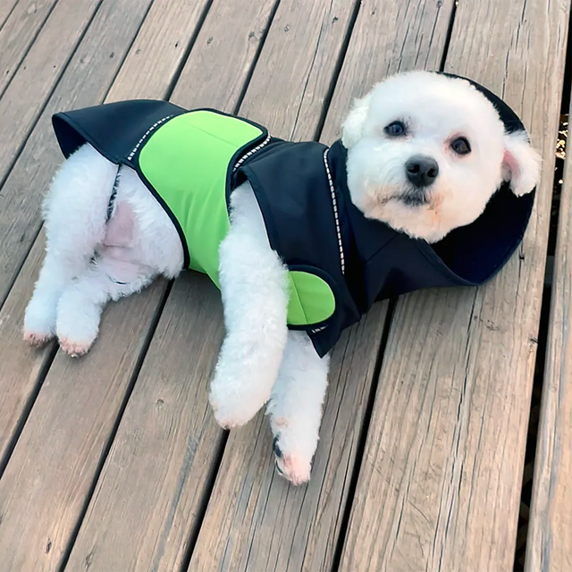 A white Bichon Frise lying on the side on a wooden deck wearing a black hooded dog raincoat with a green belly wrap, looking into the camera.
