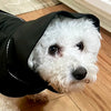 White Bichon Frisé wearing a black dog raincoat with reflective piping around the neck/hood and side. Standing inside on a wood floor.