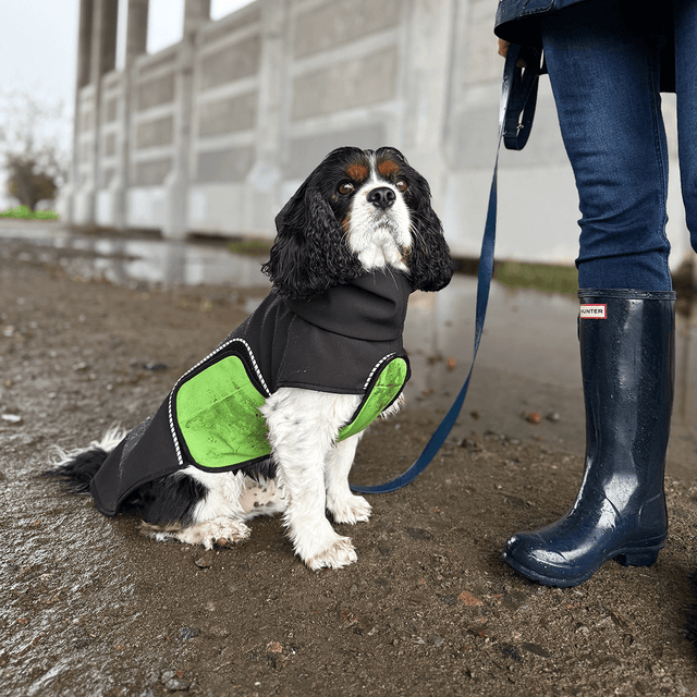 Dog sitting, wearing a black raincoat with a green belly wrap on a leash with a person in blue jeans and navy rain boots.