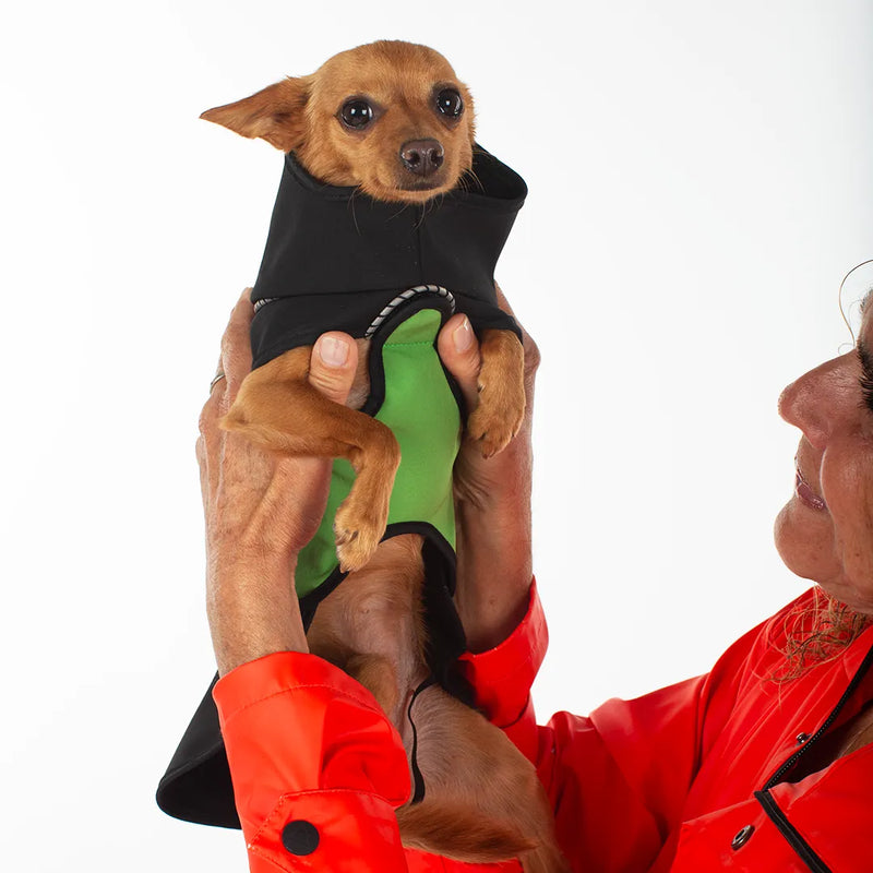 Caramel colored Chihuahua looking into the camera, wearing a black dog raincoat with a green belly wrap, held up by a person wearing a red rain jacket against a plain white background.
