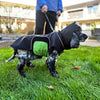 Cockerspaniel wearing a black modular raincoat with a green removable belly wrap on grass. Person holding the leash, and buildings in the background.