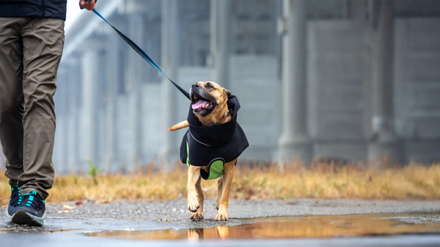 Large dog wearing a black modular raincoat with a removable green belly wrap walking on a wet muddy trail with a person holding a blue leash.