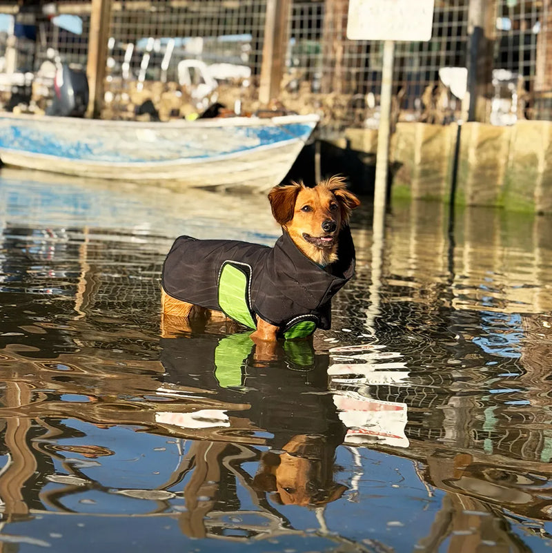 A caramel colored medium sized Dachshund mix standing in shallow water wearing a black dog raincoat with a green belly wrap, with a dock and boat blurred in the background.