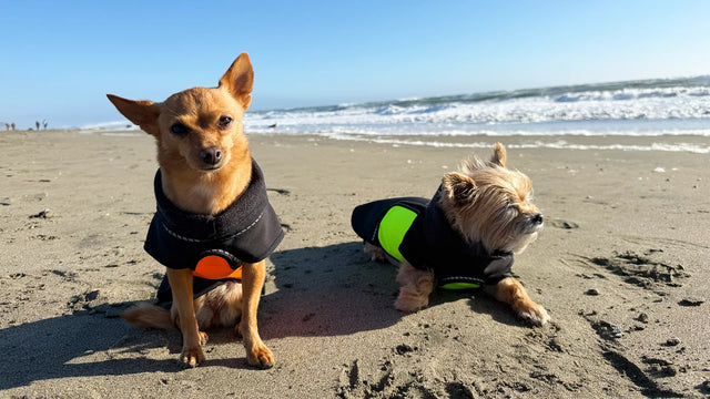 Two small dogs on a sandy beach wearing black raincoats with orange and yellow belly wraps. One standing and one lying down, with the ocean and blue sky in the background.