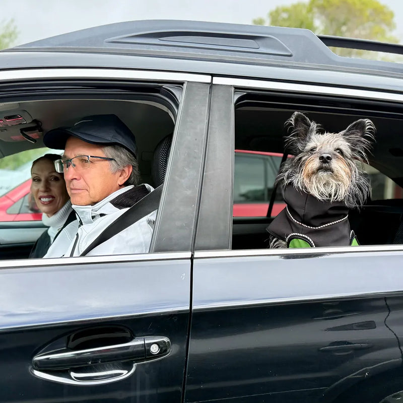 A medium sized gray terrier mix dog wearing a black raincoat with a green belly wrap sits in the back of a black car next to a man in the front seat, with a smiling woman visible behind him.