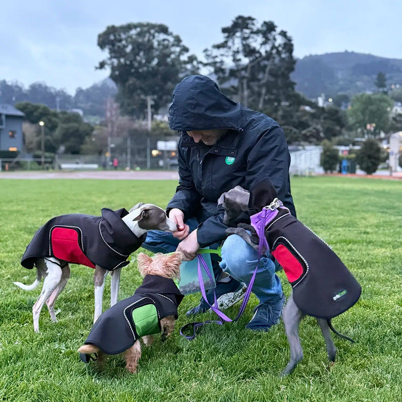 A man in a black hooded jacket kneels on a grassy field while two Italian Greyhounds and a Yorkie mix dog, all wearing black dog raincoats with red and green belly wraps, get dog cookies from him. The background shows a park with trees and hills under an overcast sky.