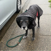 Labrador mix wearing a black modular raincoat with a removable red belly wrap standing on a sidewalk next to a car with a green leash.