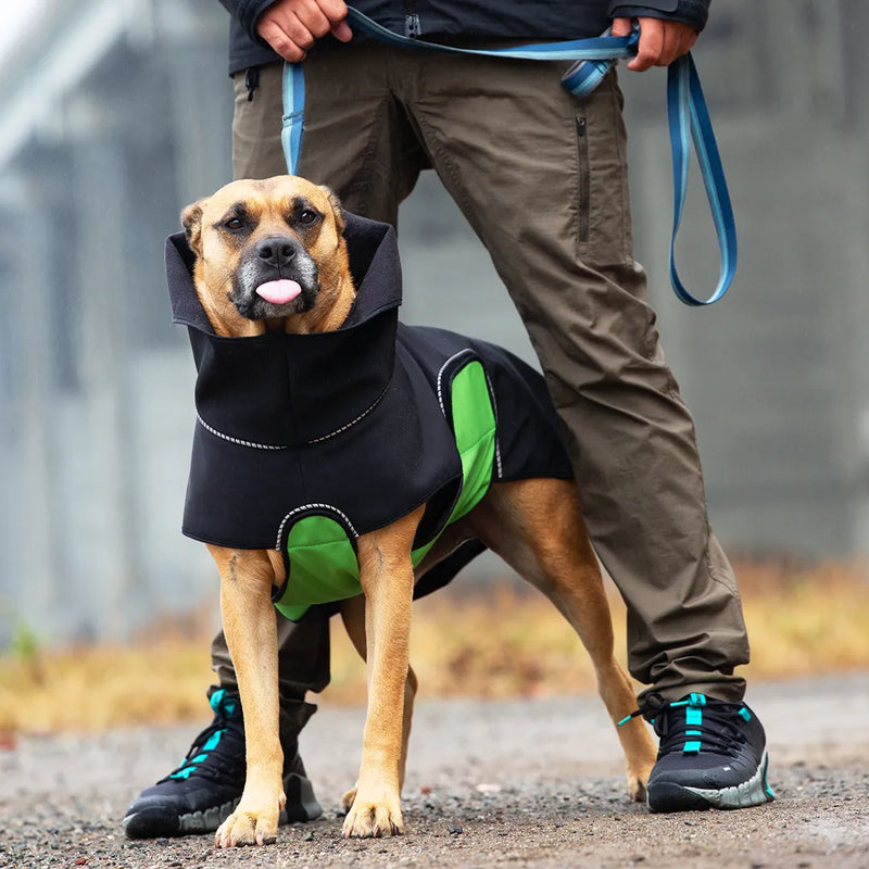 A large tan dog wearing a black raincoat with a hood and a green belly wrap stands on a path while being held on a blue leash by a person wearing brown pants and black sneakers. The dog is sticking out it's tongue.