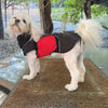 White Maltese dog wearing a black modular raincoat with a red removable belly wrap standing on a doormat.