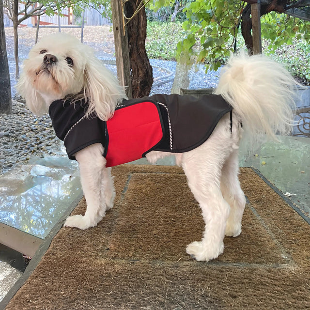 White Maltese dog wearing a black modular raincoat with a red removable belly wrap standing on a doormat.