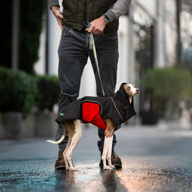 Italian Greyhound in a black modular raincoat with a removable red belly wrap on a wet urban street with a building and plants blurred in the background.