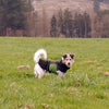 Jack Russell wearing a black modular raincoat with a removable green belly wrap in a grassy field with trees in the background