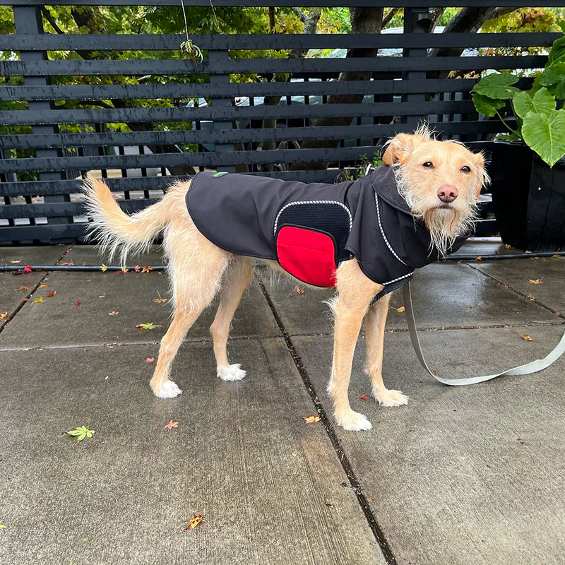 Dog wearing a black modular raincoat with a red removable belly wrap on a leash, standing on a wet sidewalk