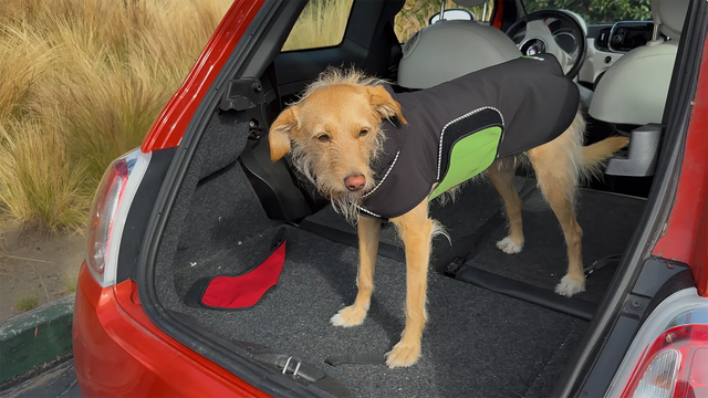 Medium dog wearing a black raincoat with a green belly wrap in the back of a red car.