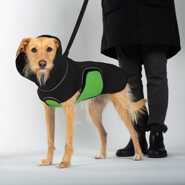 Medium sized tan dog wearing a black hooded dog raincoat with green belly wrap, standing on a light gray studio background looking into the camera, while a person in a black coat and boots holds an attached leash.