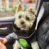A small white dog wearing a black dog raincoat with a green belly wrap and reflective trim, sitting in a car next to a person.