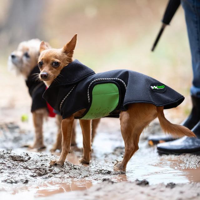 Caramel-colored Chihuahua mix in black modular raincoat with green belly wrap on muddy trail beside person in rain boots; another Chihuahua mix in black raincoat with red belly wrap partly hidden behind.