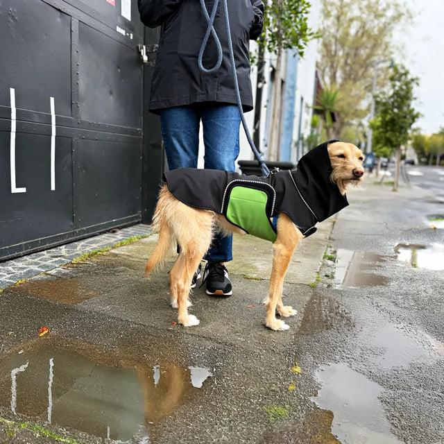 Beige, long-legged medium-sized dog wearing a black modular raincoat with green belly wrap stands on wet sidewalk with female owner in front of a black garage door.