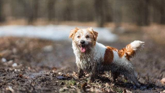 Dog standing in a muddy field with a blurred natural background