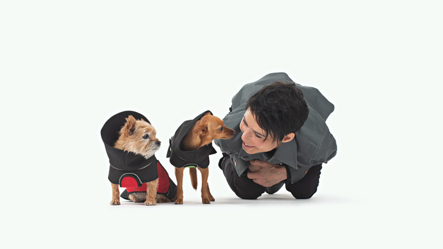 Person lying beside two very small dogs in black modular raincoats; one shows a red belly wrap. Both dogs are facing the person.