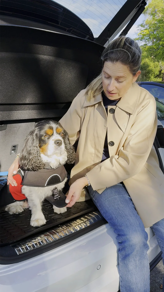 Cavalier King Charles Spaniel wearing a black raincoat with a red belly wrap as a person unhooks the chest section in the back of an SUV.