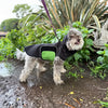 Poodle mix wearing a black raincoat with a green belly wrap standing on a muddy trail with plants in the background