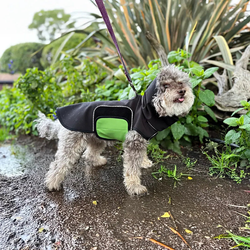 Poodle mix wearing a black raincoat with a green belly wrap standing on a muddy trail with plants in the background
