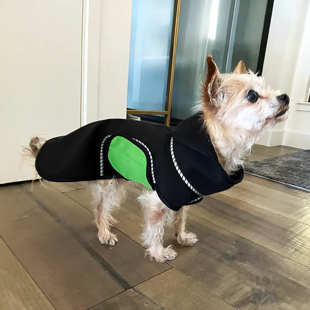 Teacup terrier wearing a black modular raincoat with a removable green belly wrap indoors on a wooden floor.