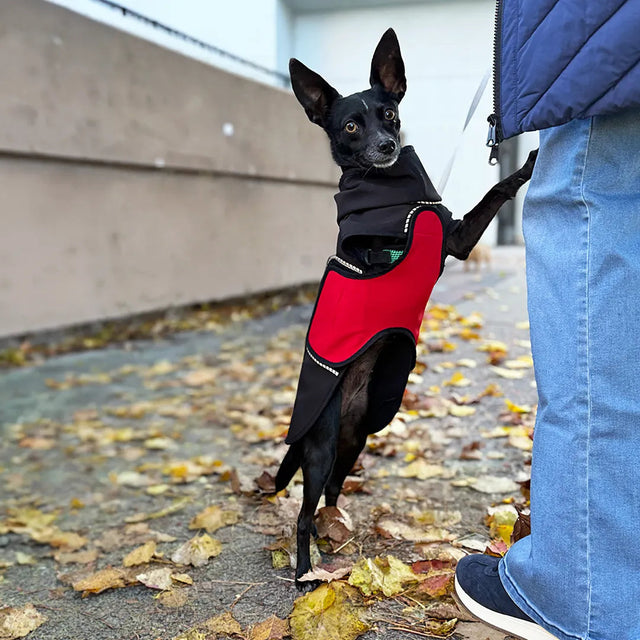 A small black tripod dog wearing a black dog raincoat with a red belly wrap stands on a leaf-covered pavement on it's backlegs, leaning against a person wearing light blue jeans and dark blue sneakers with its left front leg.