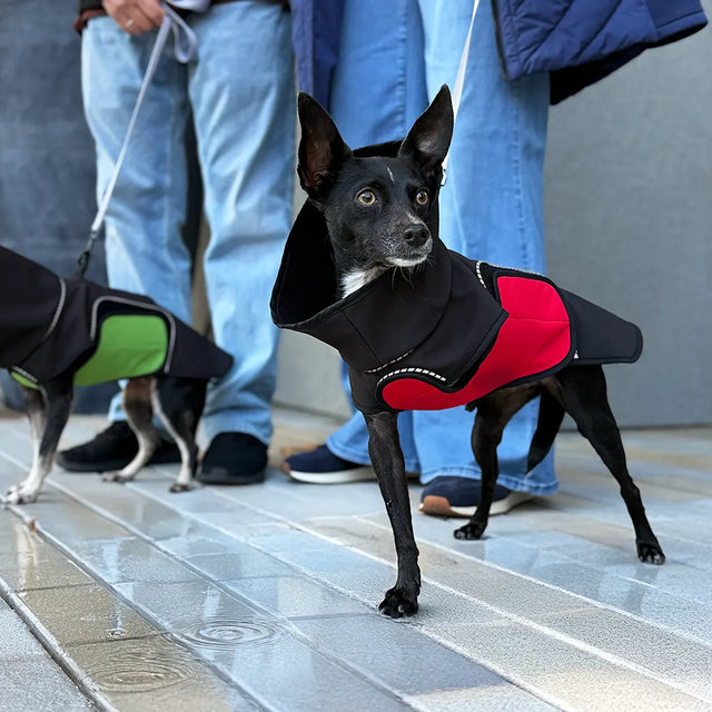 Two Chihuahua mixes on leashes stand on a wet sidewalk with two people in jeans, wearing black modular raincoats: tripod dog (missing front left leg) with red belly wrap, and four-legged dog with green belly wrap.