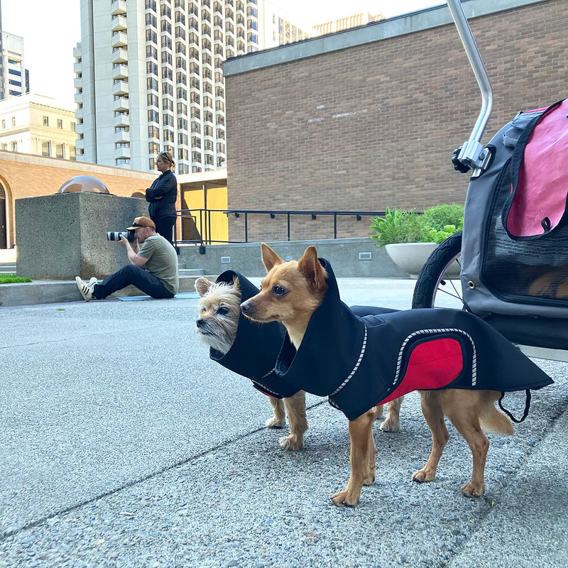 Two small dogs wearing black raincoats with red belly wraps standing on a concrete rooftop patio downtown San Francisco with buildings in the background. A photographer is seated in the background, shooting images, and a stroller is visible on the right.