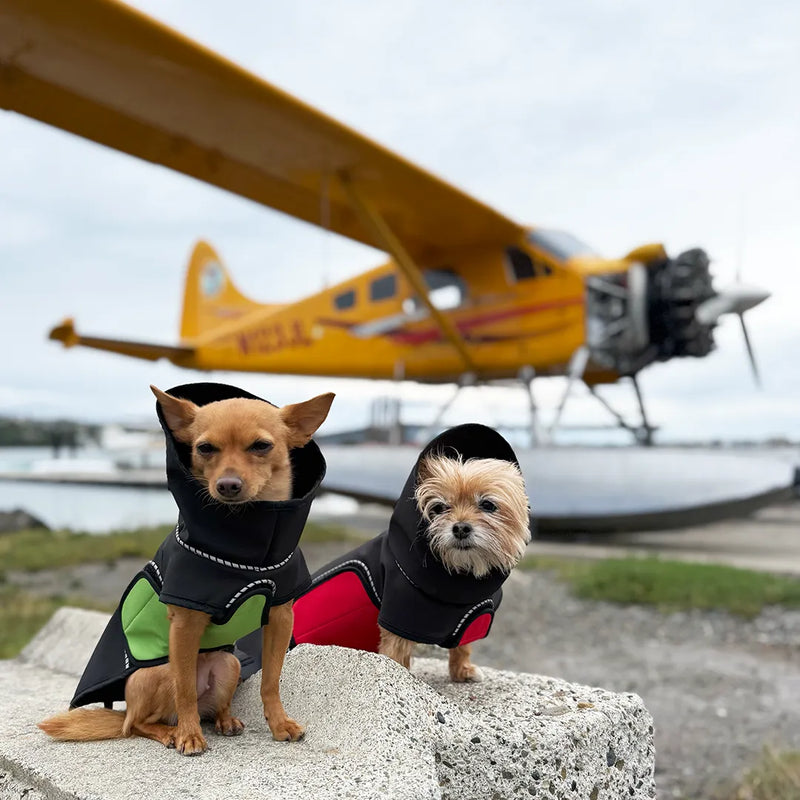 Two small dogs wearing black raincoats with a green and a red belly wrap sit on a concrete ledge in front of a yellow seaplane on an overcast day.
