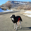 Italian Grayhound in a black modular raincoat with a removable red belly wrap standing on a road in Colorado with mountains in the background