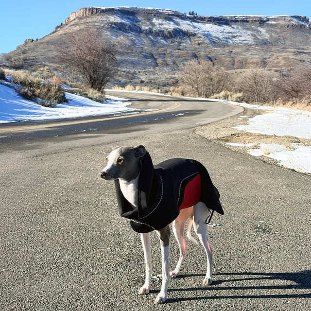 Italian Grayhound in a black modular raincoat with a removable red belly wrap standing on a road in Colorado with mountains in the background