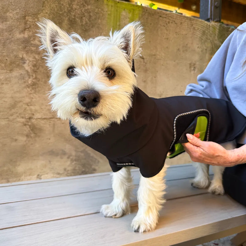 A white westie wearing a black dog raincoat with a green belly wrap, standing on a bench next to a sitting person who is removing the belly wrap from the loop on the side of the raincoat.